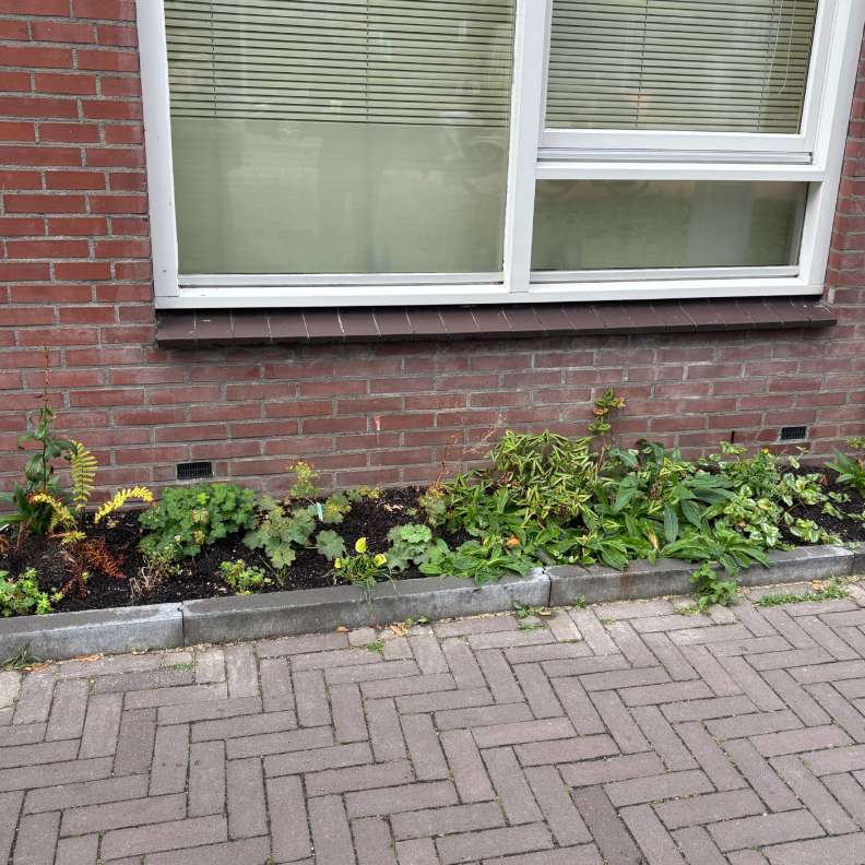 Groen voor de gevel in de Veemarktstraat